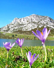Wild saffron in Asturias, Spain