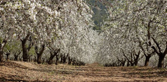Pic of Almond Grove